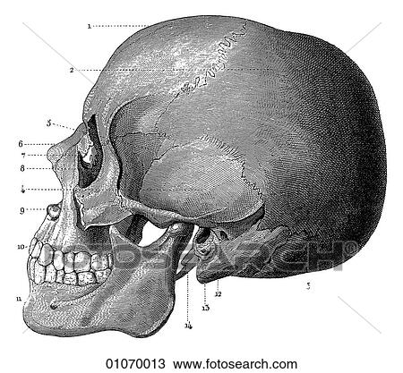 Drawing - Science & Medicine - line art (Medical) Anatomy 19th century anatomical illustration. Fotosearch