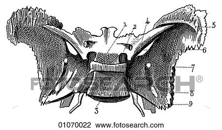 Drawing - Science & Medicine - line art (Medical) Anatomy bone. Fotosearch