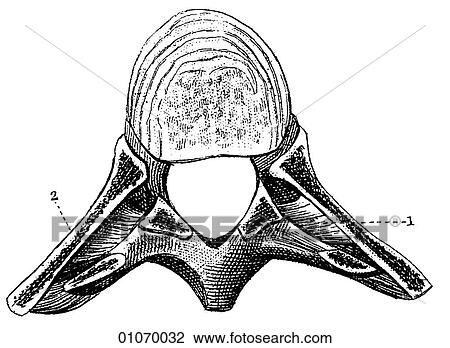 Science & Medicine - line art (Medical) bone View Large Illustration Drawing - Science & Medicine - line art (Medical) bone. Fotosearch