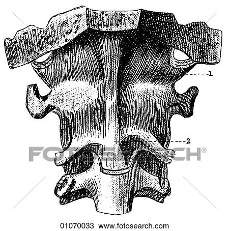 Drawing - Science & Medicine - line art (Medical) bone. Fotosearch