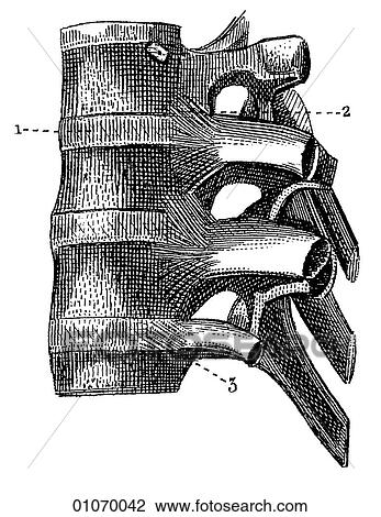 Science & Medicine - line art (Medical) Anatomy View Large Illustration Drawing - Science & Medicine - line art (Medical) Anatomy. Fotosearch