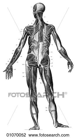 Drawing - Science & Medicine - line art (Medical) Anatomy 19th century anatomical illustration. Fotosearch