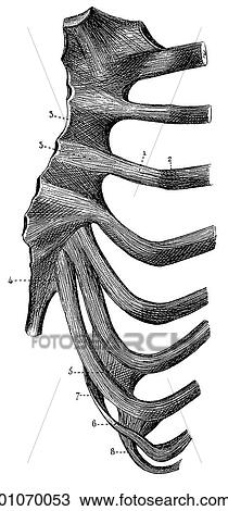 Drawing - Science & Medicine - line art (Medical) Anatomy rib cage. Fotosearch