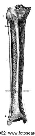 Science & Medicine - line art (Medical) Anatomy bone View Large Illustration Drawing - Science & Medicine - line art (Medical) Anatomy bone. Fotosearch