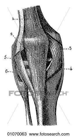Drawing - Science & Medicine - line art (Medical) Anatomy bone. Fotosearch
