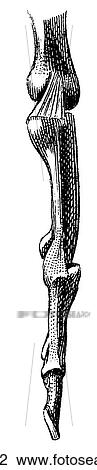 Science & Medicine - line art (Medical) Anatomy bone View Large Illustration Drawing - Science & Medicine - line art (Medical) Anatomy bone. Fotosearch