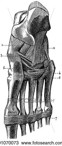Science & Medicine - line art (Medical) Anatomy View Large Illustration Drawing - Science & Medicine - line art (Medical) Anatomy. Fotosearch