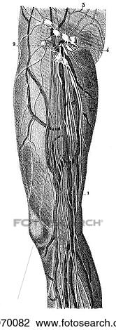 Science & Medicine - line art (Medical) Anatomy 19th century anatomical illustration dissection View Large Illustration Drawing - Science & Medicine - line art (Medical) Anatomy 19th century anatomical illustration dissection. Fotosearch