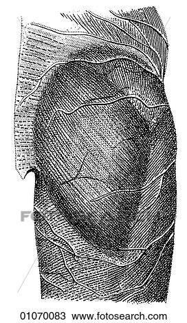 Drawing - Science & Medicine - line art (Medical) Anatomy 19th century anatomical illustration. Fotosearch