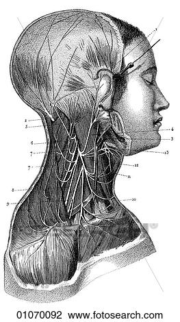Drawing - Science & Medicine - line art (Medical) Anatomy 19th century anatomical illustration. Fotosearch