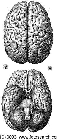 Drawing - Science & Medicine - line art (Medical) Anatomy 19th century anatomical illustration. Fotosearch
