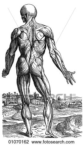 Science & Medicine - line art (Medical) Anatomy Illustration of a human body, showing the major muscle groups, by Andreas Vesalius (1514-1564) of Brussels, Belgium. This image was published in his landmark "De Humani Corporis Fabrica" (The construct View Large Illustration Drawing - Science & Medicine - line art (Medical) Anatomy Illustration of a human body, showing the major muscle groups, by Andreas Vesalius (1514-1564) of Brussels, Belgium. This image was published in his landmark "De Humani Corporis Fabrica" (The construct. Fotosearch