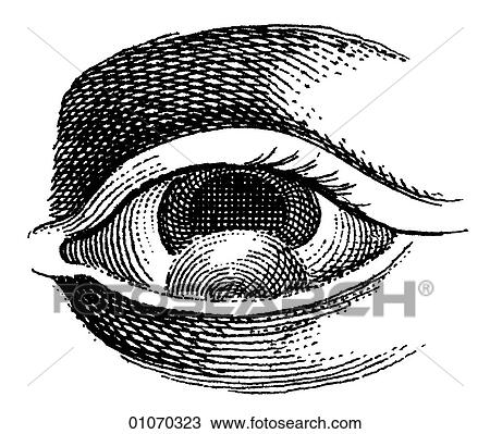 Science & Medicine - line art (Medical) Eye Illustration from Heister`s Surgery Heister`s Surgery is an 18th century medical text published in 1743, the year Thomas Jefferson was born. It was billed as a "General system of surgery in three parts. Conta View Large Illustration Drawing - Science & Medicine - line art (Medical) Eye Illustration from Heister`s Surgery Heister`s Surgery is an 18th century medical text published in 1743, the year Thomas Jefferson was born. It was billed as a "General system of surgery in three parts. Conta. Fotosearch