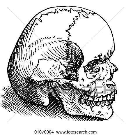 Science & Medicine - line art (Medical) Anatomy Illustration of a human skull by Andreas Vesalius (1514-1564) of Brussels, Belgium. This image was published in his landmark "De Humani Corporis Fabrica" (The construction of the human body) published at View Large Illustration Stock Illustration - Science & Medicine - line art (Medical) Anatomy Illustration of a human skull by Andreas Vesalius (1514-1564) of Brussels, Belgium. This image was published in his landmark "De Humani Corporis Fabrica" (The construction of the human body) published at. Fotosearch