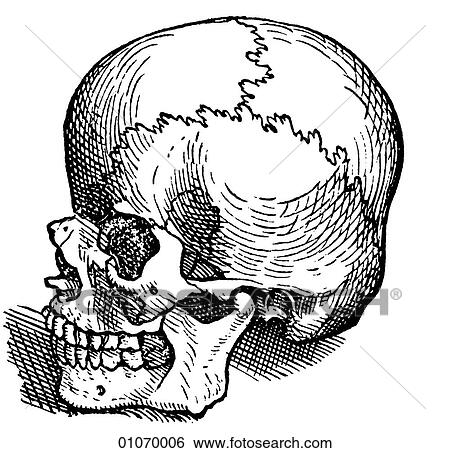 Science & Medicine - line art (Medical) This image was published in his landmark "De Humani Corporis Fabrica" (The construction of the human body) published at Basel, Switzerland in 1543. This book of marvelous illustrations and detailed written obse View Large Illustration Stock Illustration - Science & Medicine - line art (Medical) This image was published in his landmark "De Humani Corporis Fabrica" (The construction of the human body) published at Basel, Switzerland in 1543. This book of marvelous illustrations and detailed written obse. Fotosearch