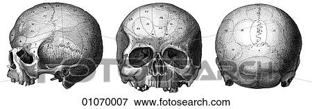 Stock Illustration - Science & Medicine - line art (Medical) Anatomy 19th century anatomical illustration. Fotosearch