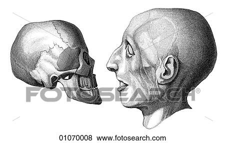 Stock Illustration - Science & Medicine - line art (Medical) Anatomy 19th century anatomical illustration. Fotosearch