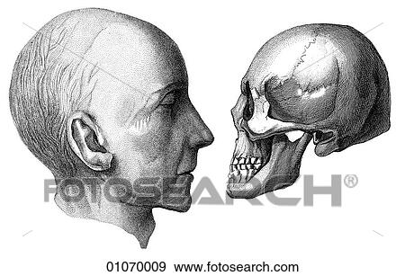 Stock Illustration - Science & Medicine - line art (Medical) Anatomy 19th century anatomical illustration. Fotosearch