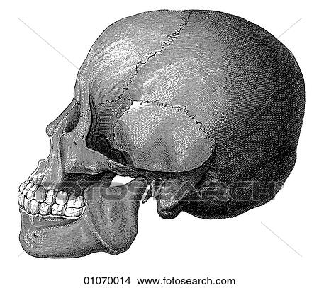 Stock Illustration - Science & Medicine - line art (Medical) Anatomy 19th century anatomical illustration. Fotosearch