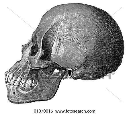 Science & Medicine - line art (Medical) Anatomy 19th century anatomical illustration View Large Illustration Stock Illustration - Science & Medicine - line art (Medical) Anatomy 19th century anatomical illustration. Fotosearch