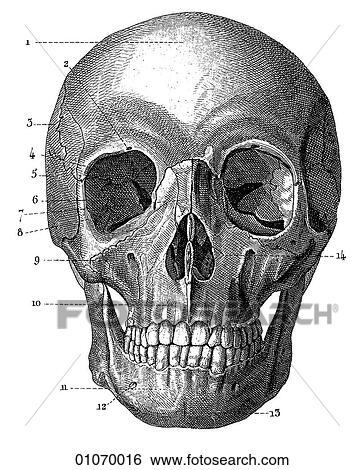 Stock Illustration - Science & Medicine - line art (Medical) Anatomy 19th century anatomical illustration. Fotosearch