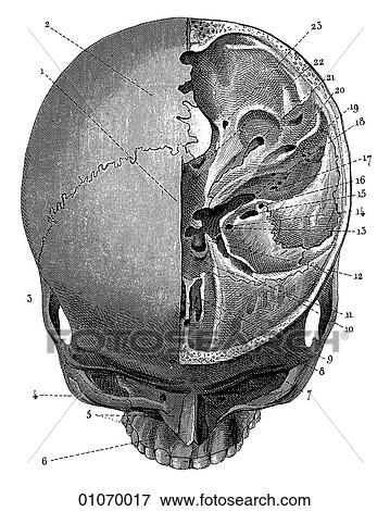 Stock Illustration - Science & Medicine - line art (Medical) Anatomy 19th century anatomical illustration. Fotosearch