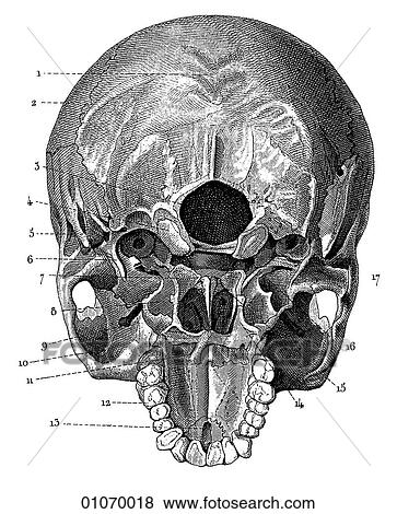 Stock Illustration - Science & Medicine - line art (Medical) Anatomy 19th century anatomical illustration. Fotosearch