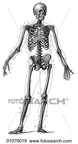 Science & Medicine - line art (Medical) Anatomy 19th century anatomical illustration View Large Illustration Stock Illustration - Science & Medicine - line art (Medical) Anatomy 19th century anatomical illustration. Fotosearch