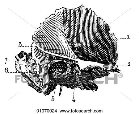 Stock Illustration - Science & Medicine - line art (Medical) Anatomy bone. Fotosearch