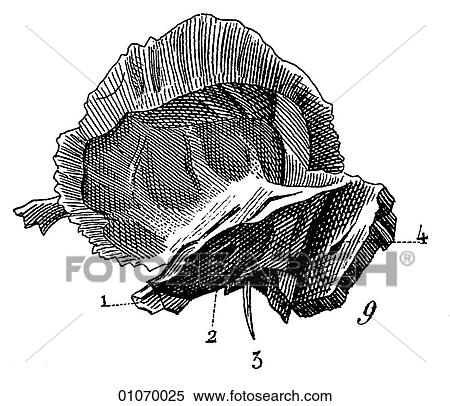 Stock Illustration - Science & Medicine - line art (Medical) Anatomy bone. Fotosearch