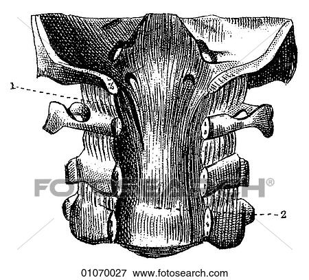 Science & Medicine - line art (Medical) Anatomy bone View Large Illustration Stock Illustration - Science & Medicine - line art (Medical) Anatomy bone. Fotosearch