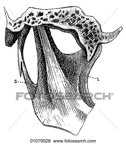 Science & Medicine - line art (Medical) Anatomy Bone View Large Illustration Stock Illustration - Science & Medicine - line art (Medical) Anatomy Bone. Fotosearch