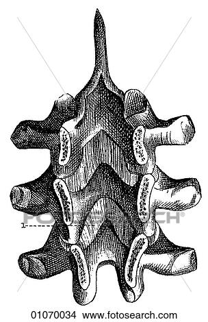 Stock Illustration - Science & Medicine - line art (Medical) Anatomy bone. Fotosearch