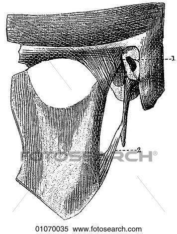 Science & Medicine - line art (Medical) Anatomy bone View Large Illustration Stock Illustration - Science & Medicine - line art (Medical) Anatomy bone. Fotosearch
