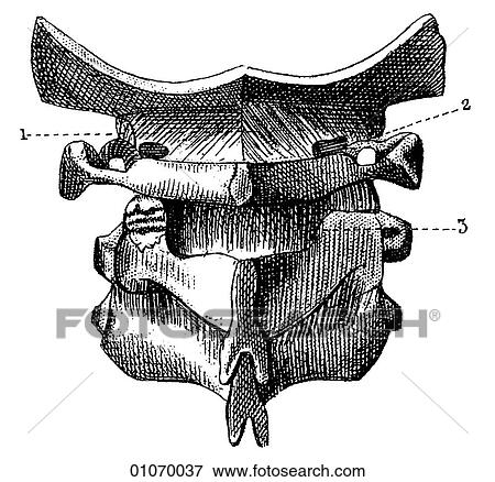 Science & Medicine - line art (Medical) Anatomy bone View Large Illustration Stock Illustration - Science & Medicine - line art (Medical) Anatomy bone. Fotosearch