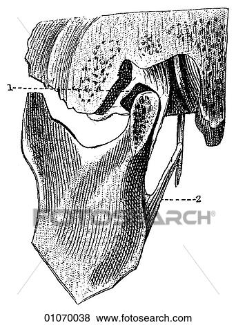 Stock Illustration - Science & Medicine - line art (Medical) Anatomy bone. Fotosearch