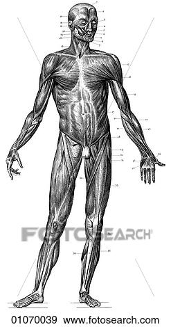 Science & Medicine - line art (Medical) Anatomy A 19th century illustration of the human body showing the major muscle groups View Large Illustration Stock Illustration - Science & Medicine - line art (Medical) Anatomy A 19th century illustration of the human body showing the major muscle groups. Fotosearch