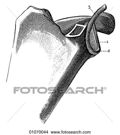 Stock Illustration - Science & Medicine - line art (Medical) Anatomy bone. Fotosearch