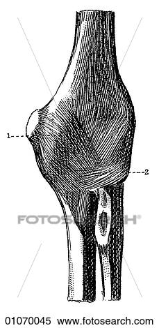 Science & Medicine - line art (Medical) Anatomy bone View Large Illustration Stock Illustration - Science & Medicine - line art (Medical) Anatomy bone. Fotosearch