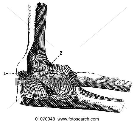 Science & Medicine - line art (Medical) Anatomy bone View Large Illustration Stock Illustration - Science & Medicine - line art (Medical) Anatomy bone. Fotosearch