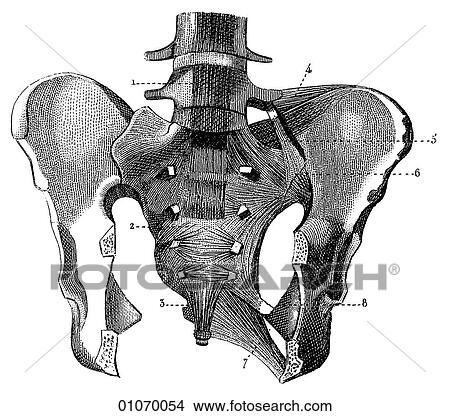 Stock Illustration - Science & Medicine - line art (Medical) Anatomy bone. Fotosearch