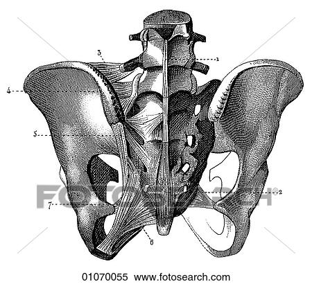 Science & Medicine - line art (Medical) Anatomy bone View Large Illustration Stock Illustration - Science & Medicine - line art (Medical) Anatomy bone. Fotosearch