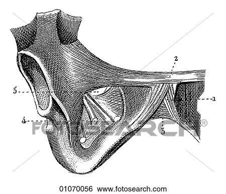 Science & Medicine - line art (Medical) Anatomy bone View Large Illustration Stock Illustration - Science & Medicine - line art (Medical) Anatomy bone. Fotosearch