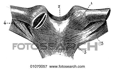 Science & Medicine - line art (Medical) Anatomy bone View Large Illustration Stock Illustration - Science & Medicine - line art (Medical) Anatomy bone. Fotosearch