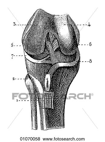 Science & Medicine - line art (Medical) Anatomy bone View Large Illustration Stock Illustration - Science & Medicine - line art (Medical) Anatomy bone. Fotosearch