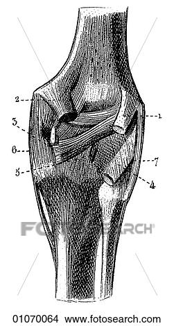 Science & Medicine - line art (Medical) Anatomy bone View Large Illustration Stock Illustration - Science & Medicine - line art (Medical) Anatomy bone. Fotosearch