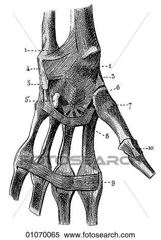 Stock Illustration - Science & Medicine - line art (Medical) Anatomy. Fotosearch