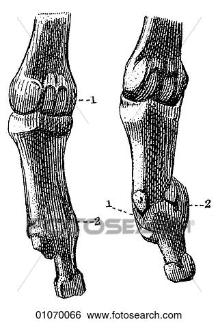 Stock Illustration - Science & Medicine - line art (Medical) Anatomy bone. Fotosearch