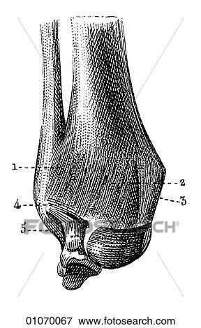 Science & Medicine - line art (Medical) Anatomy bone View Large Illustration Stock Illustration - Science & Medicine - line art (Medical) Anatomy bone. Fotosearch