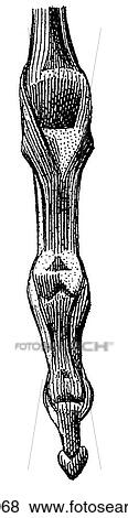 Science & Medicine - line art (Medical) Anatomy bone View Large Illustration Stock Illustration - Science & Medicine - line art (Medical) Anatomy bone. Fotosearch